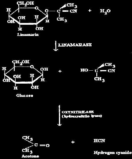 wpe2.jpg (22070 bytes)